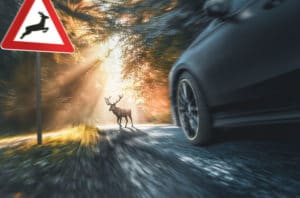 Image of car speeding car approaching a deer crossing the road