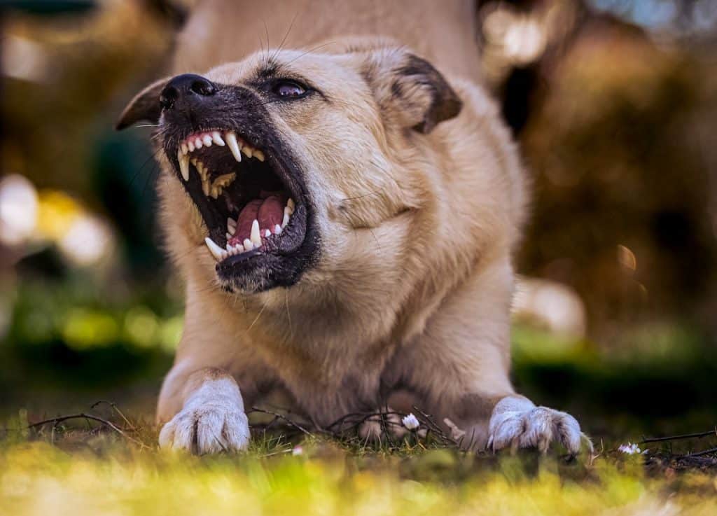 dog bite injury lawsuit